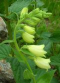 Digitalis grandiflora